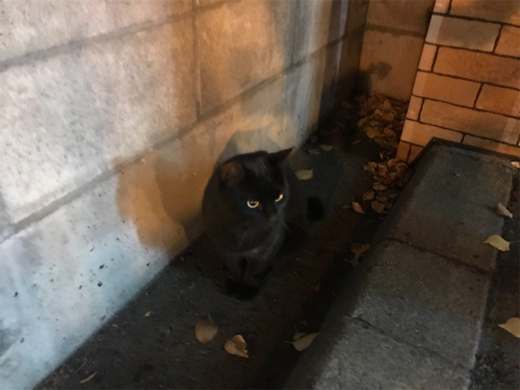 f:id:nobo2600:20191114224044j:image f:id:nobo2600:20191114224044j:image