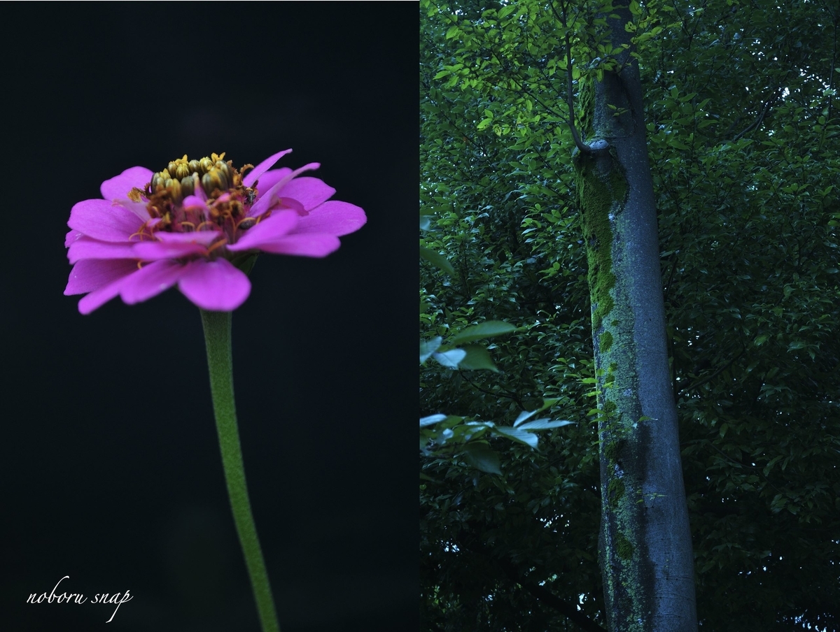 一眼レフカメラとスケッチブックを持ってお散歩に行こう Noborunoblog S Blog