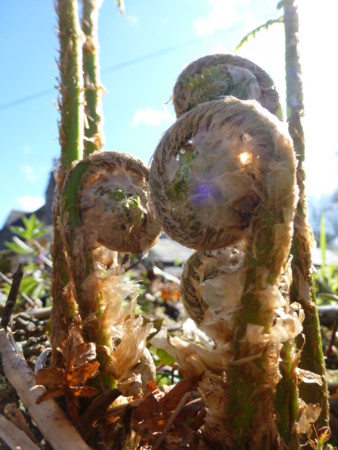 f:id:nobriny:20120427162332j:image:w110
