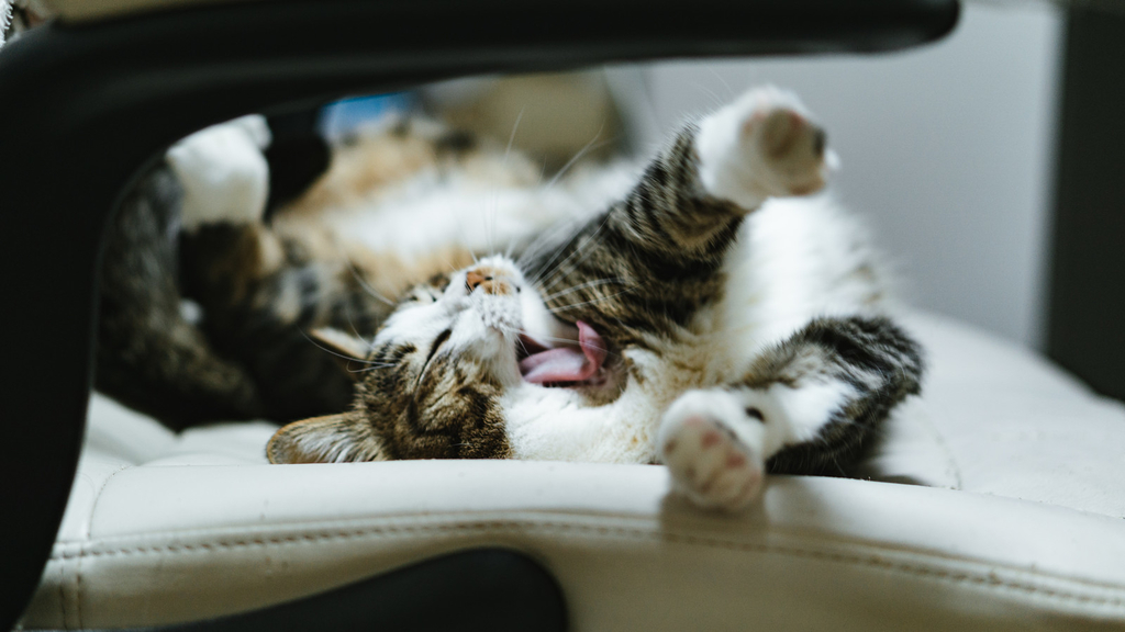 サンプル記事 猫を一人暮らしで飼うための部屋の広さは 一人ぼっちはかわいそう Webライター ノブ の活動日誌
