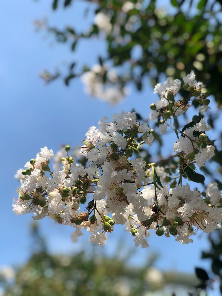 f:id:nobu09:20180714225156j:image