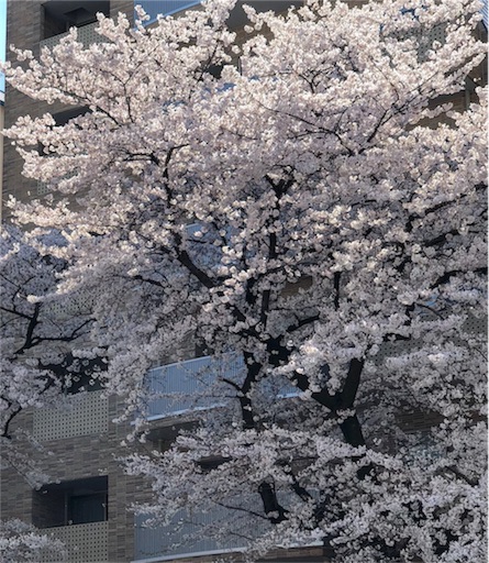 f:id:nobu09:20190402214921j:image