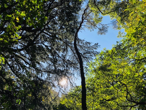 f:id:nobu09:20201114003356j:plain