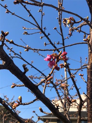 f:id:nobu09:20210211185453j:plain