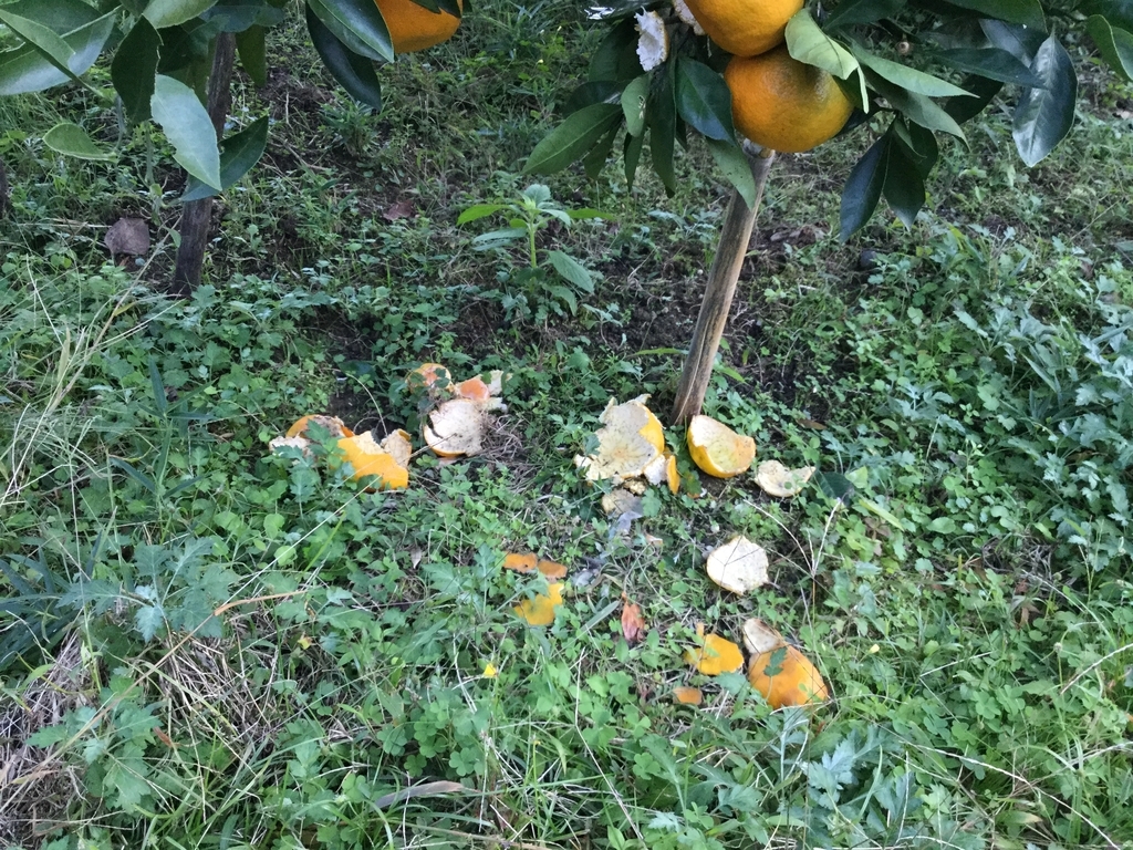 f:id:nobu3satsuma:20181113191735j:plain f:id:nobu3satsuma:20181113191735j:plain