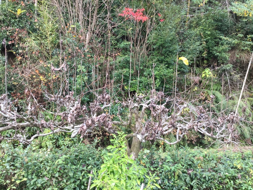 f:id:nobu3satsuma:20181206112338j:plain f:id:nobu3satsuma:20181206112338j:plain