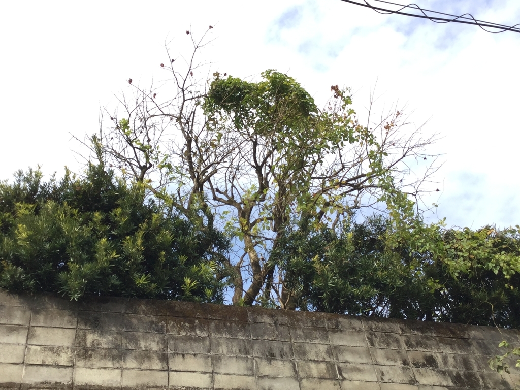 f:id:nobu3satsuma:20181206112753j:plain f:id:nobu3satsuma:20181206112753j:plain