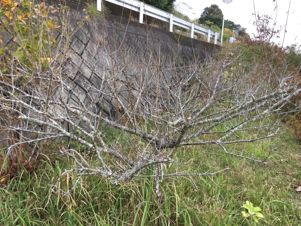 f:id:nobu3satsuma:20181206114406j:plain f:id:nobu3satsuma:20181206114406j:plain