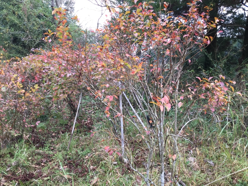 f:id:nobu3satsuma:20181206114516j:plain f:id:nobu3satsuma:20181206114516j:plain