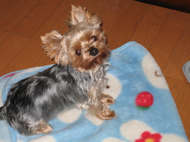 f:id:nobu4g63:20190906010341j:plain