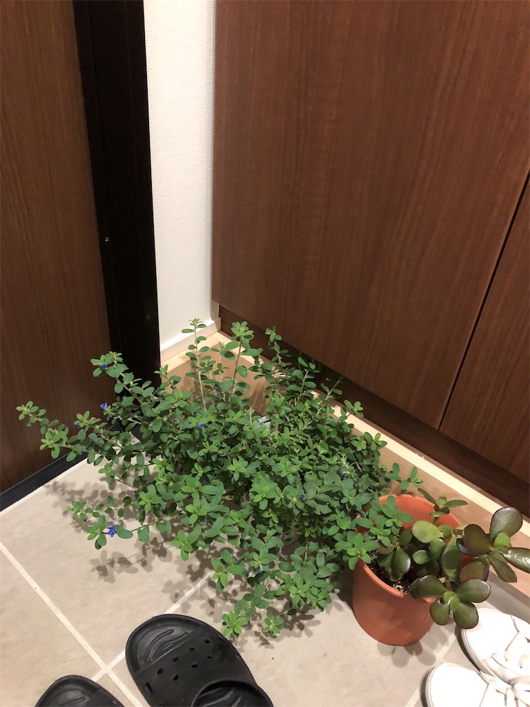 f:id:nobu4g63:20191012002055j:image f:id:nobu4g63:20191012002055j:image