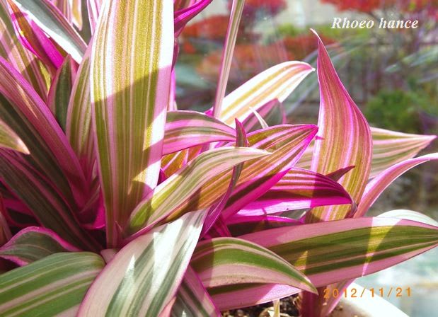 トロピカルな観葉植物たちです - グリーンフォレスト（日々の記憶）
