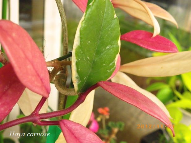 コレウス 観葉植物 赤 黄 緑 ピンク コリウス（コレウス） 育て方｜観葉植物 Dictionary｜ブルーミングスケープ