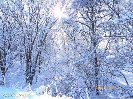 ドカ雪が 降った翌日 - グリーンフォレスト(日々の記憶)
