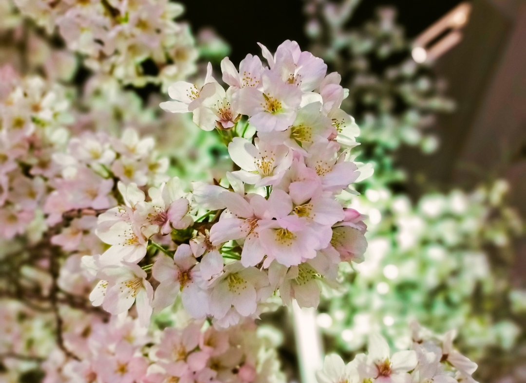 f:id:nobu_1220:20220407233214j:plain