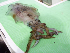 f:id:nobu_nobu:20090228112830j:image