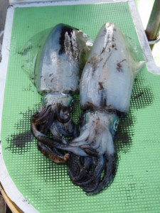 f:id:nobu_nobu:20090228140847j:image
