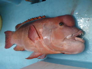 f:id:nobu_nobu:20090423112938j:image