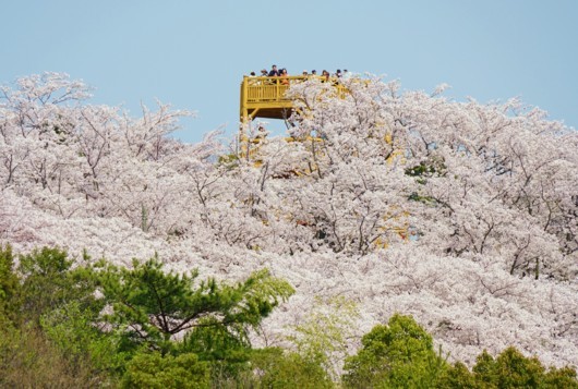 お花見ウォーキング 伯方島 開山公園 N子の想い出日記