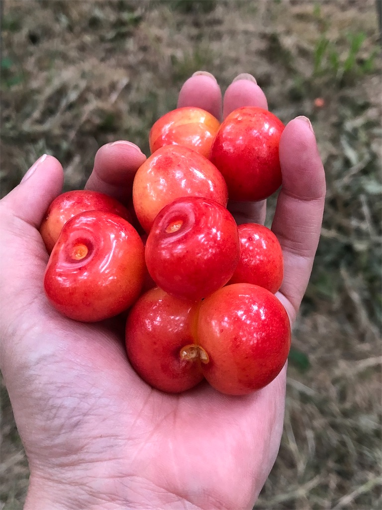 f:id:nobukojapan:20190623183728j:image