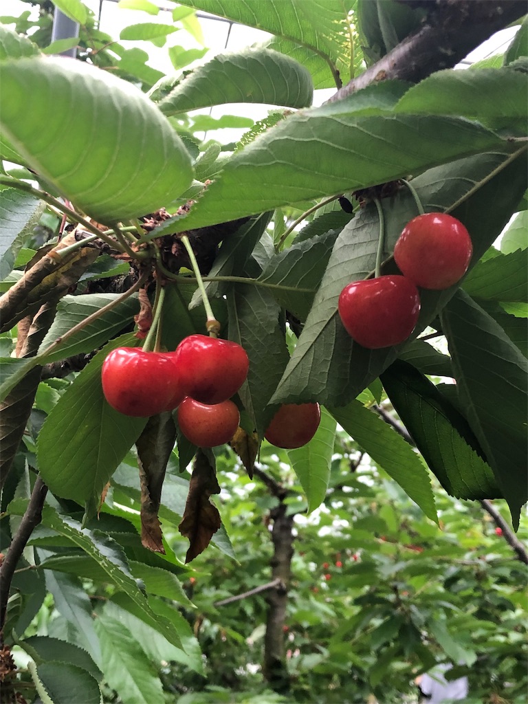 f:id:nobukojapan:20190623183731j:image