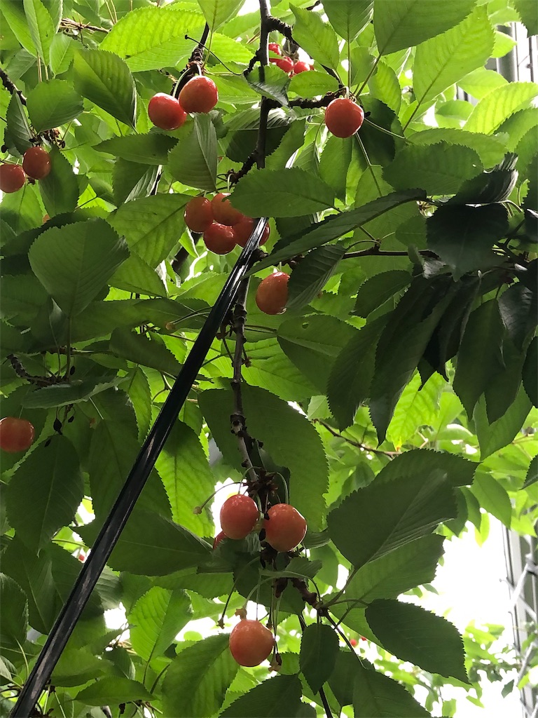 f:id:nobukojapan:20190623183734j:image