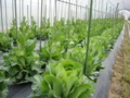 20100407115056