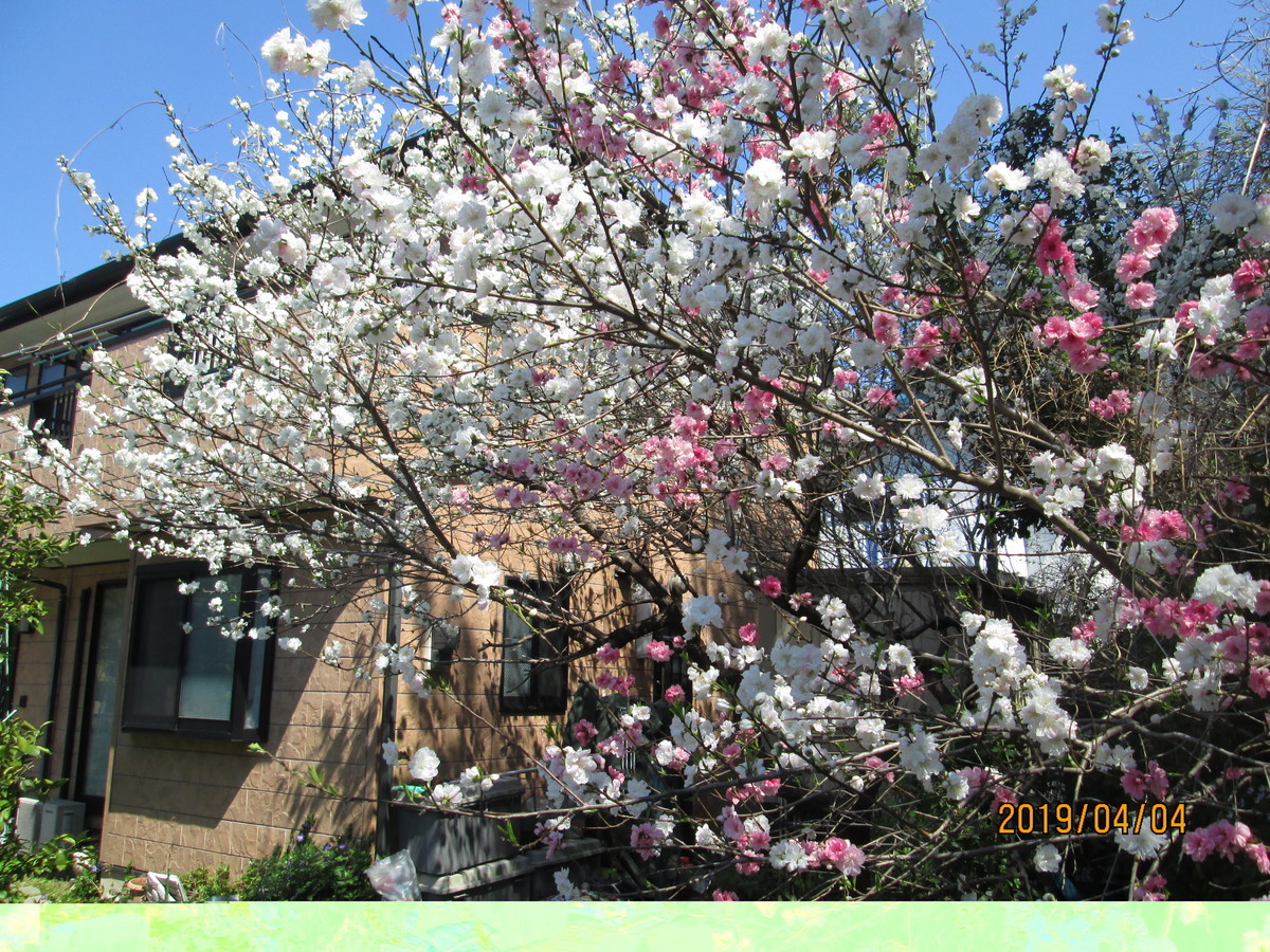 f:id:noburahamu:20190404102710j:plain f:id:noburahamu:20190404102710j:plain