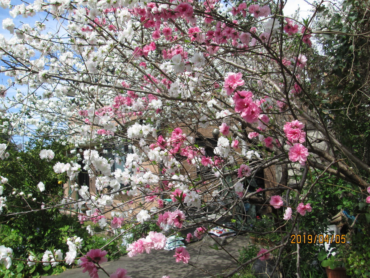 f:id:noburahamu:20190405115455j:plain f:id:noburahamu:20190405115455j:plain