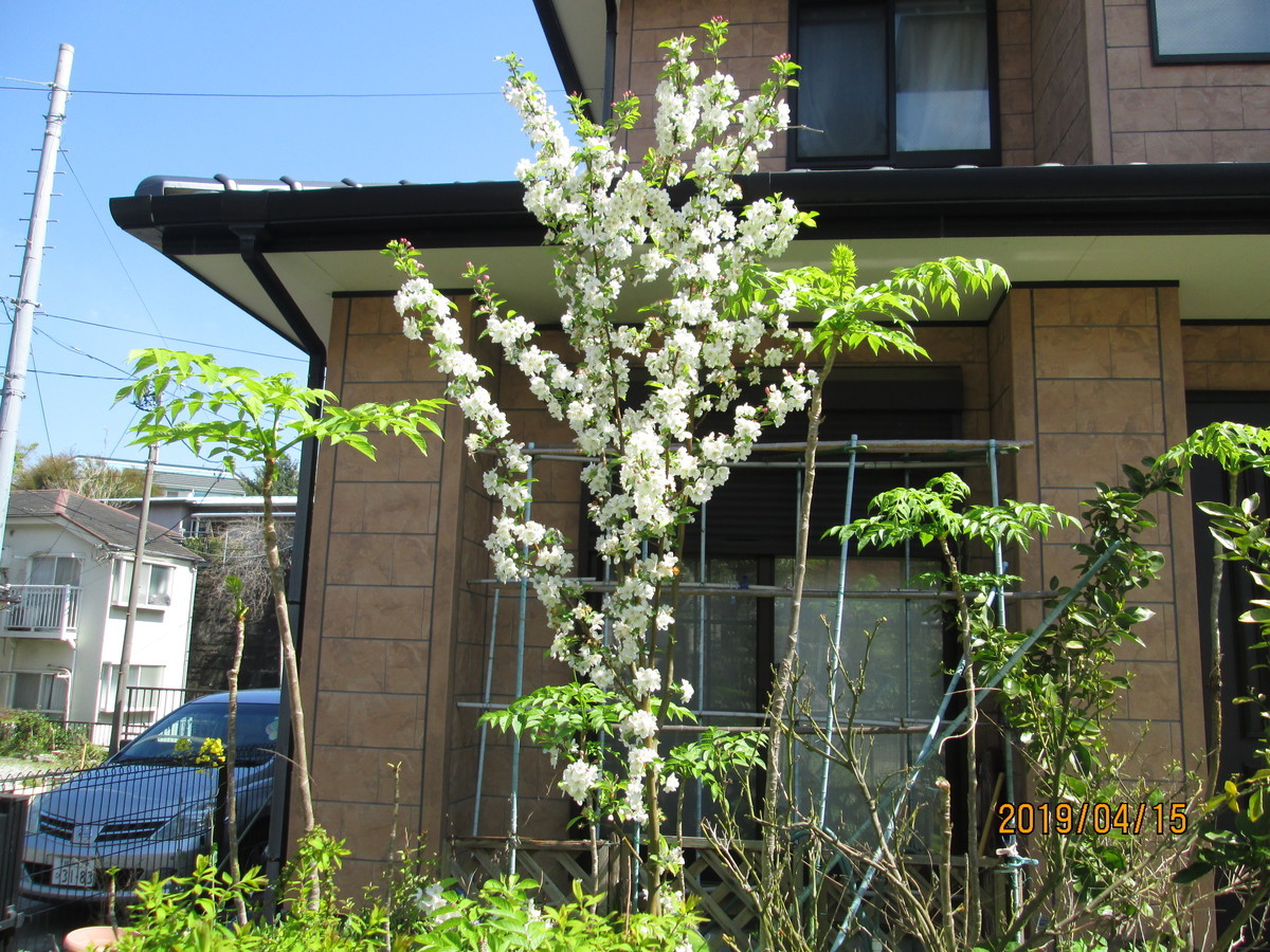 f:id:noburahamu:20190415093812j:plain f:id:noburahamu:20190415093812j:plain