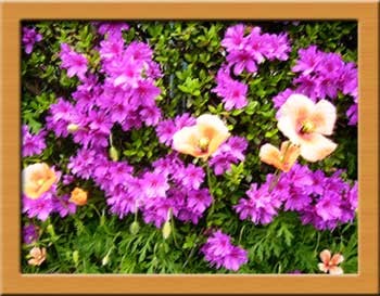 f:id:nocco77:20080421210659j:image f:id:nocco77:20080421210659j:image