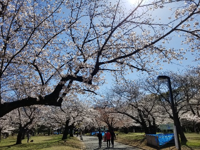 f:id:nochibo3:20200325134534j:image f:id:nochibo3:20200325134534j:image