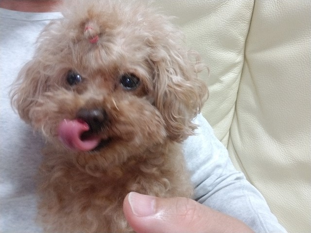 f:id:nochibo3:20210518011442j:plain