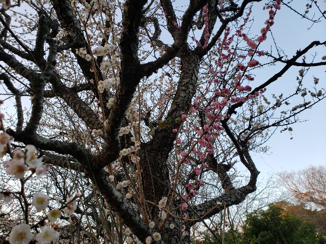 f:id:nochibo3:20220308174136j:plain