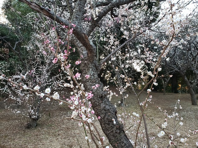 f:id:nochibo3:20220308174533j:plain