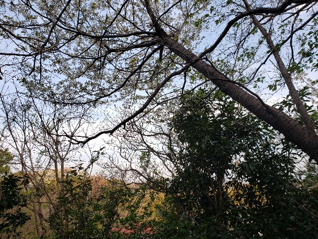 f:id:nochibo3:20220408154505j:image f:id:nochibo3:20220408154505j:image
