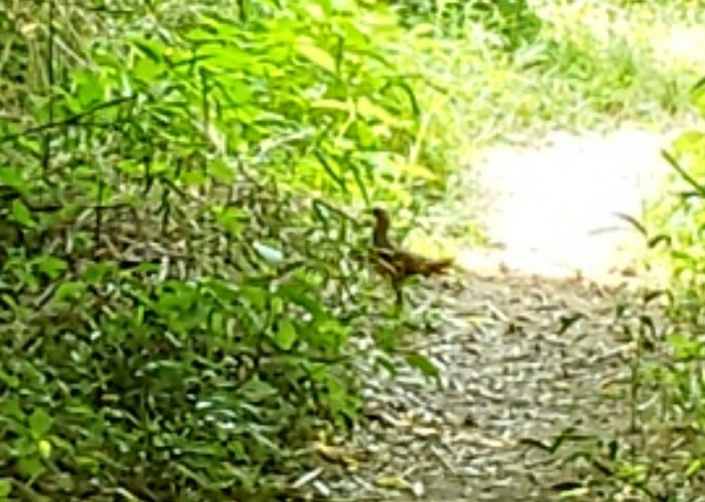 f:id:nochibo3:20220708174331j:image f:id:nochibo3:20220708174331j:image