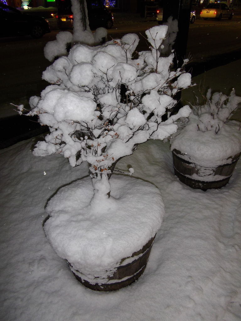 f:id:noconicocafe:20100101000011j:plain