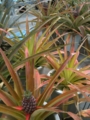 20100515132905