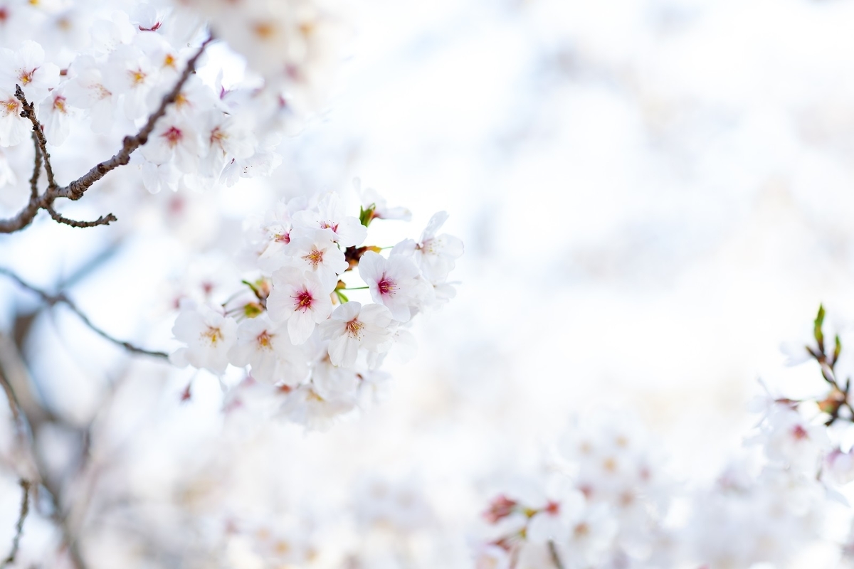 f:id:noda_manami:20190512230512j:plain