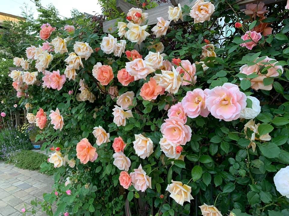 f:id:nodawakana:20200624100813j:plain f:id:nodawakana:20200624100813j:plain