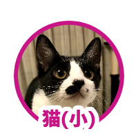 猫（小）