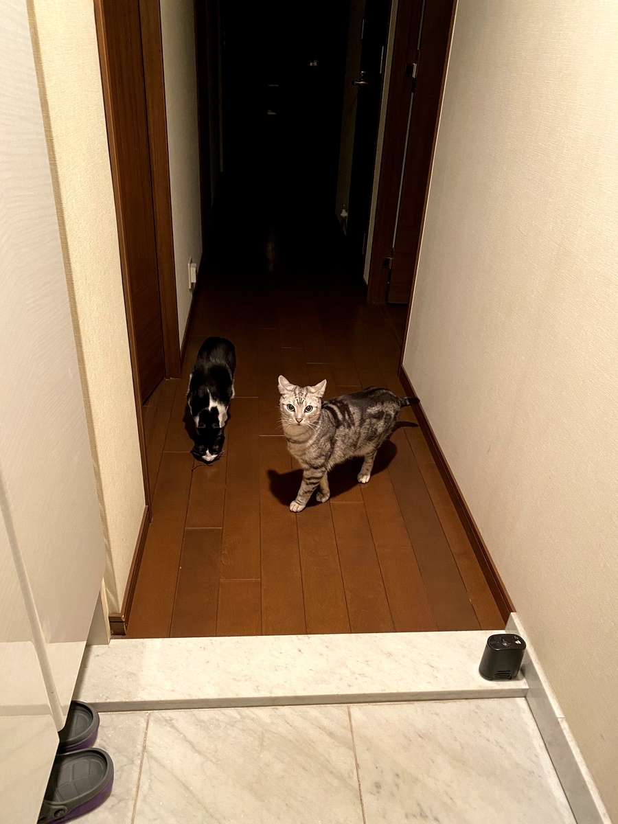 f:id:nodoameya:20201229213806j:plain