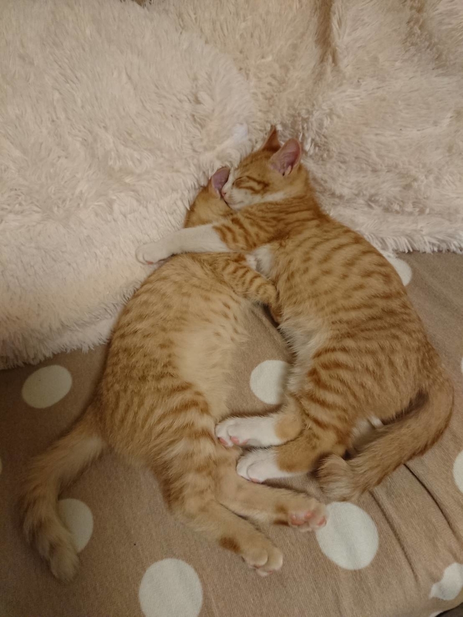 いつも一緒 猫とおじさん