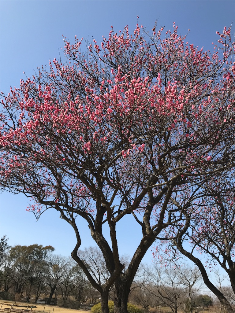 f:id:noel_mama:20190221205601j:image