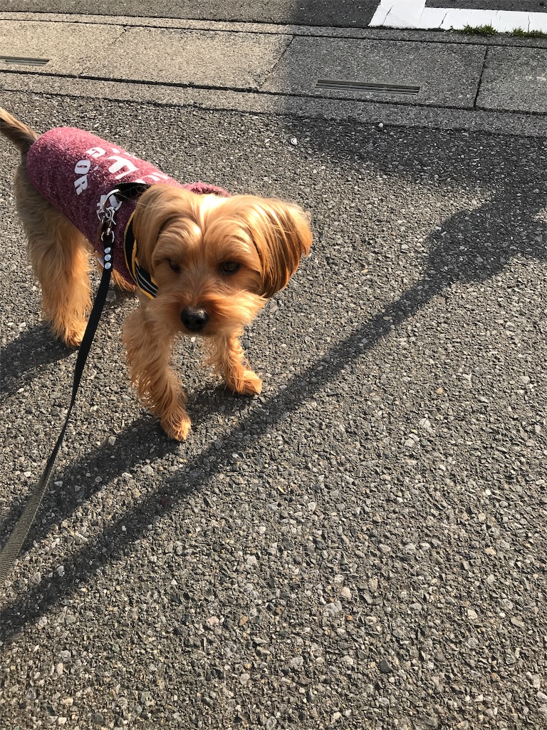 f:id:noel_mama:20190225181636j:image