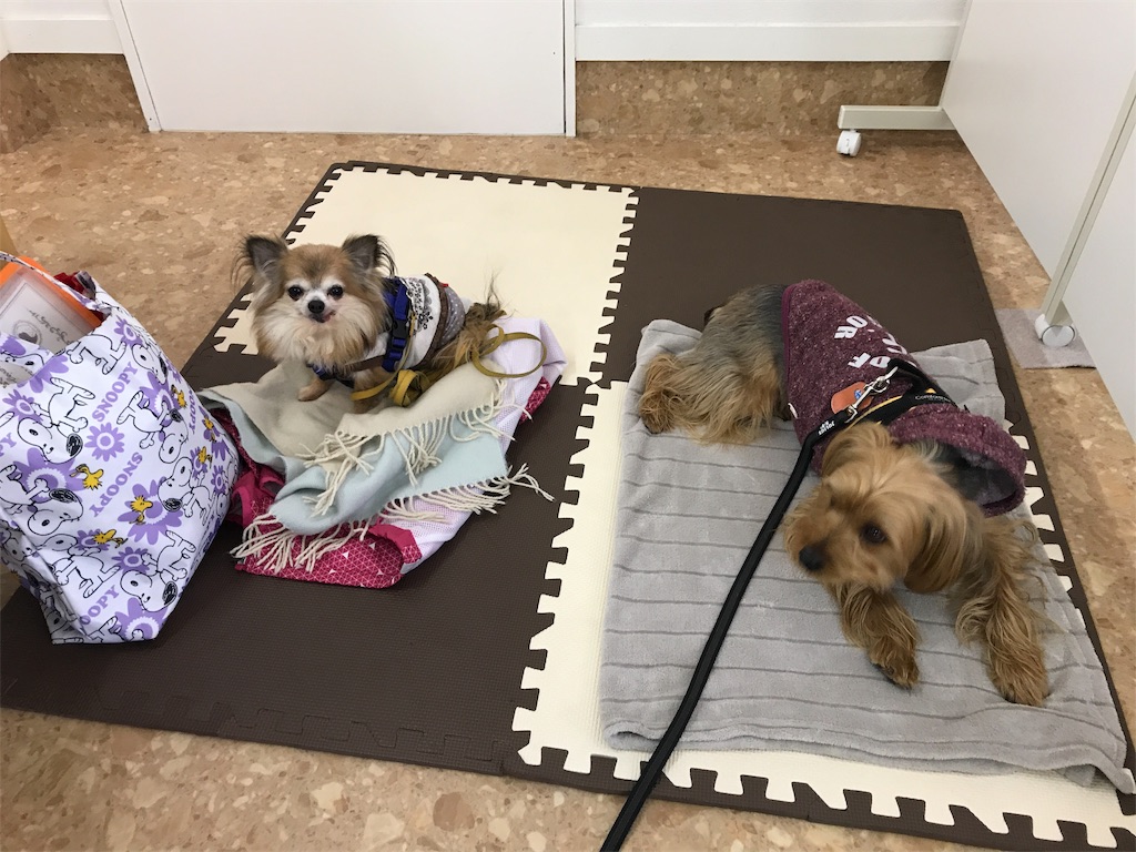 f:id:noel_mama:20190228190005j:image
