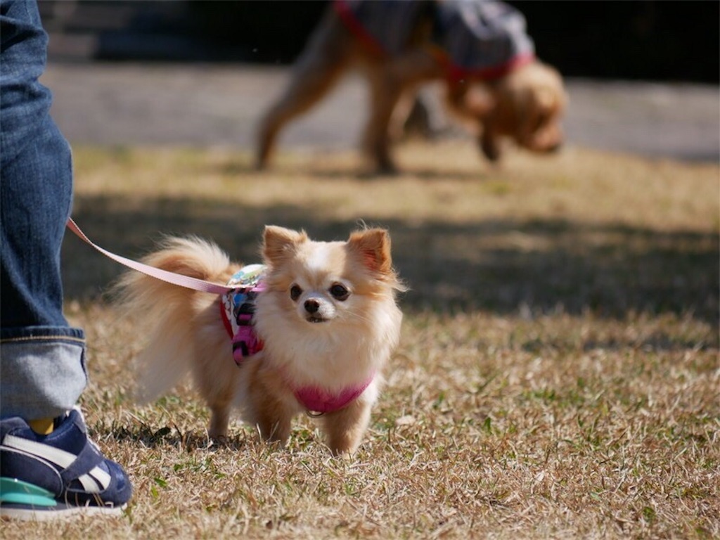 f:id:noel_mama:20190309192944j:image f:id:noel_mama:20190309192944j:image