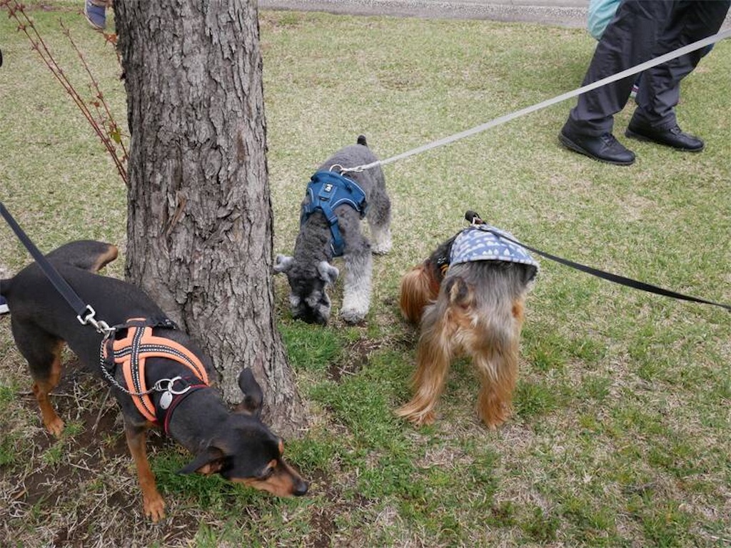 f:id:noel_mama:20190401095948j:image