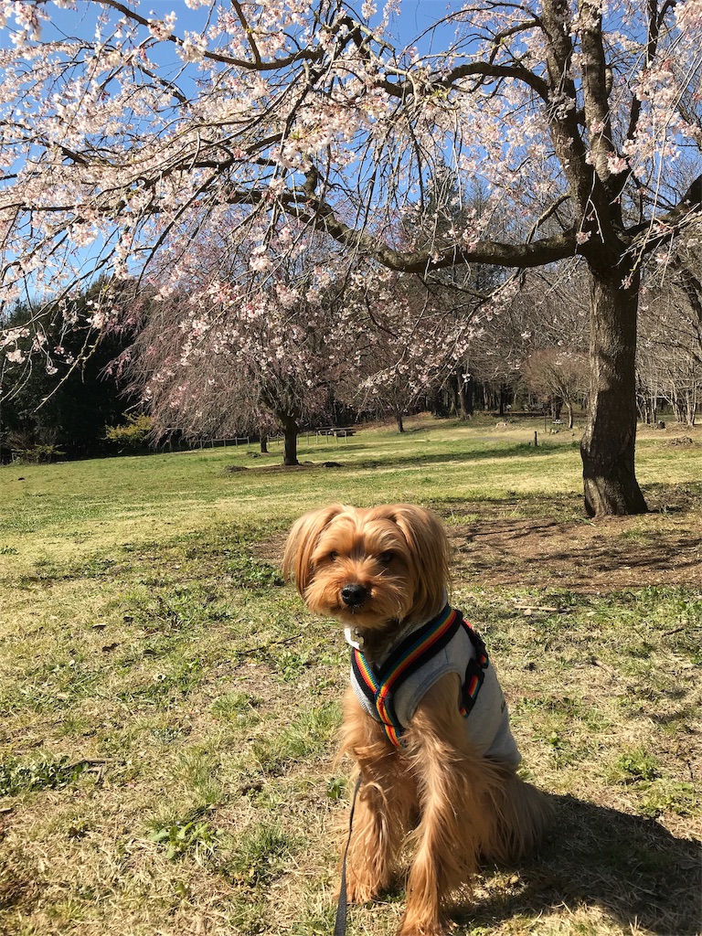 f:id:noel_mama:20190405160437j:image
